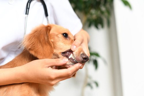 vet examining dog's teeth and mouth to determine the cause of bad breath at clinic