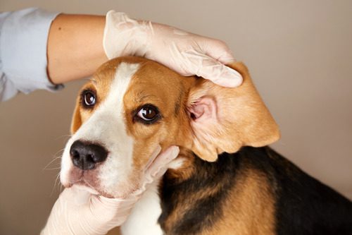 vet examining the inside of a beagle dog's ear