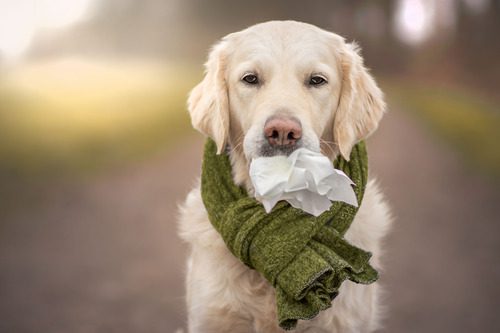 golden retriever dog wearing a green scarf around its neck holding tissues in its mouth