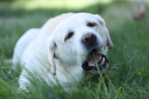 white labrador retriever dog laying down and eating grass