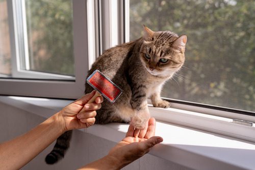 pet owner brushing cat while it sits in the window sill on a sunny day